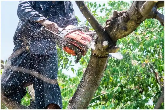 tree services Racine